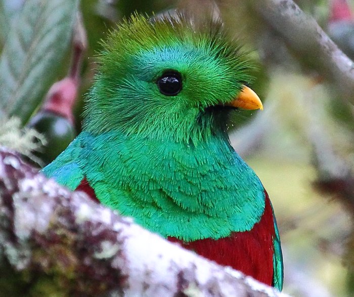The brilliant emerald green and ruby red of the Resplendent Quetzal