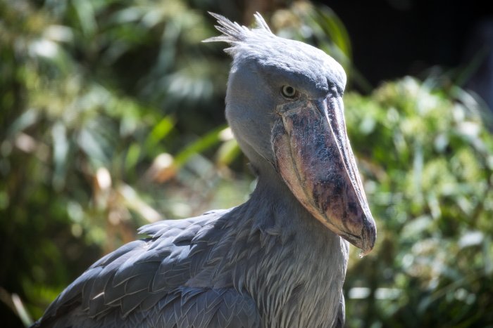 A Shoebill stork in the daylight.