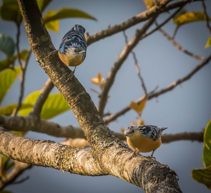 Two Beautiful Nuthatches perched in a tree.