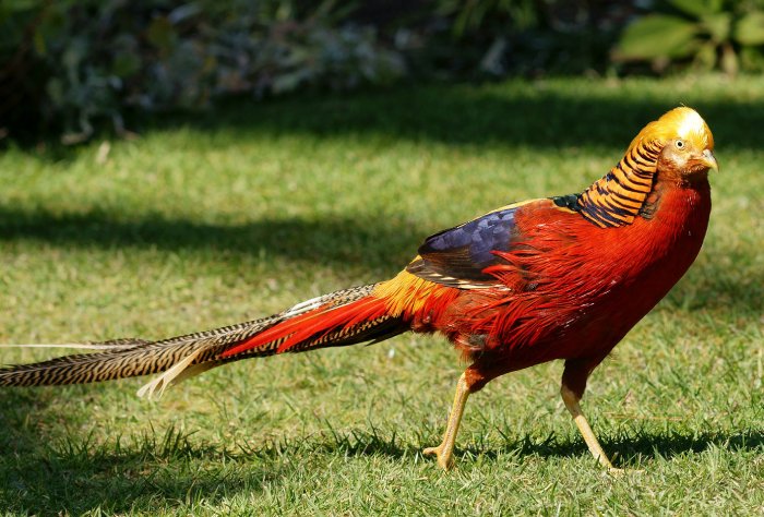 A Golden Pheasant walks along the grass.