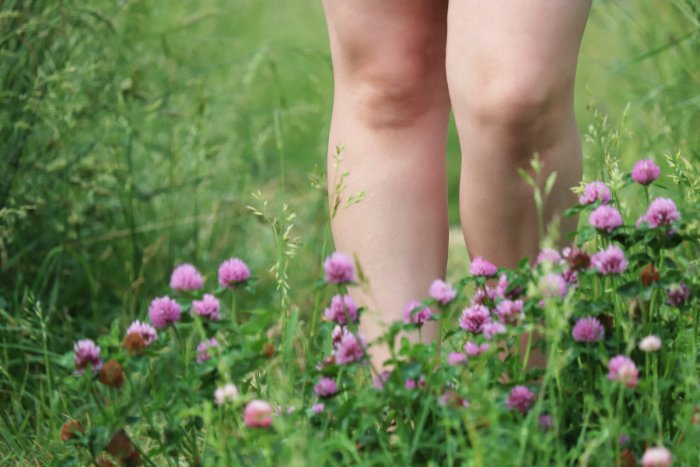 Naked female legs walking in a grassy field of purple clover.