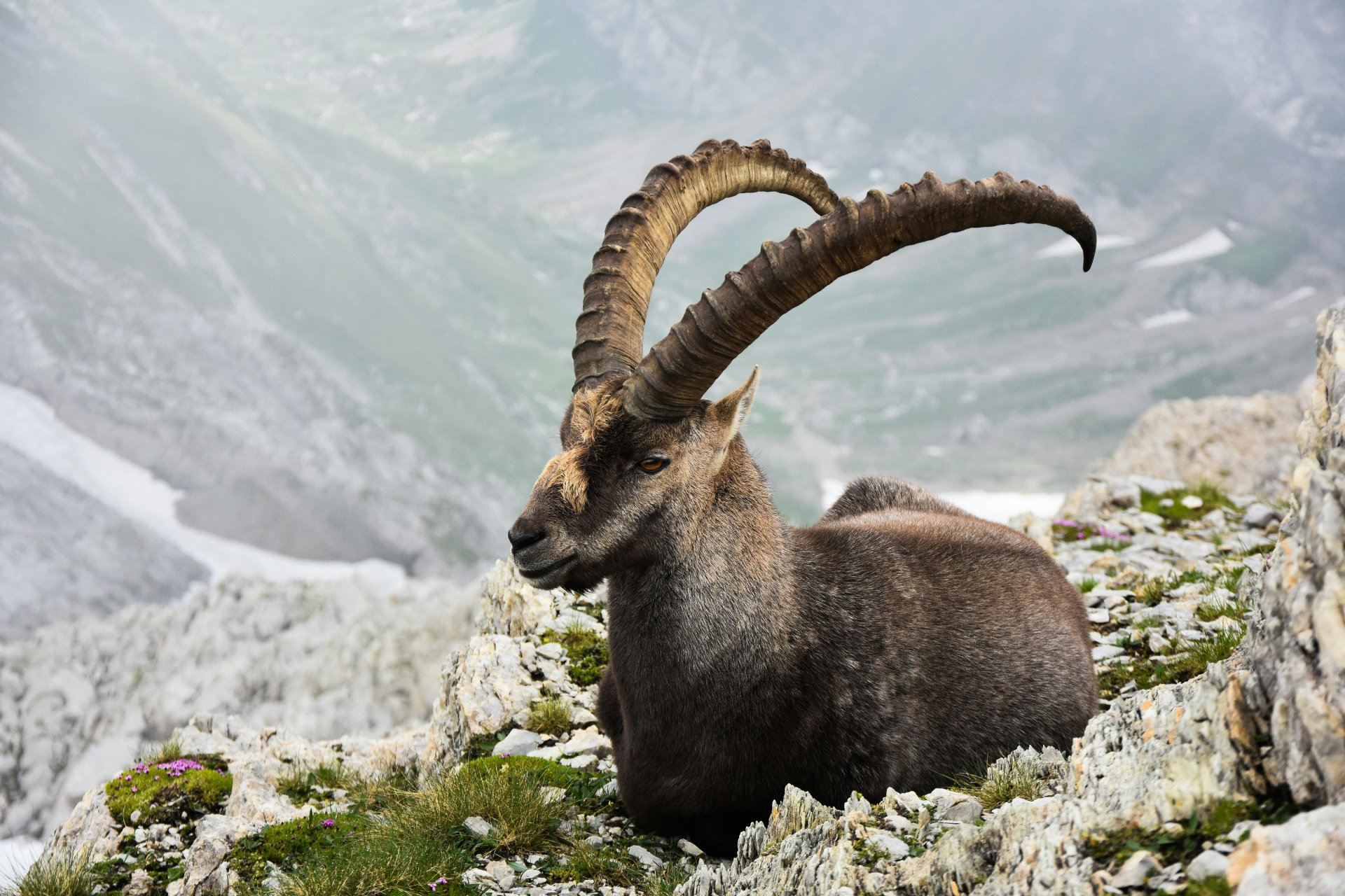 Is Hunting Chamois and Ibex in Spain Europe’s Most Underrated Mountain Challenge?