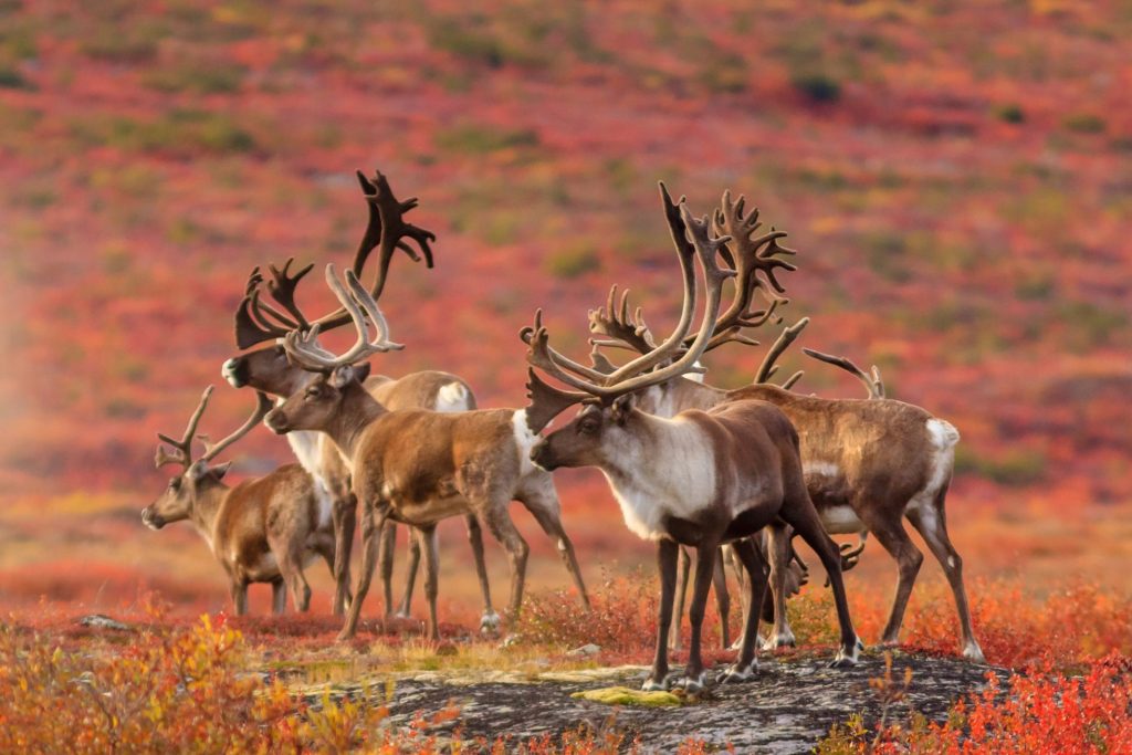 All About Greenland’s Barren-Ground Caribou Hunts