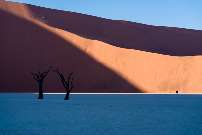 A massive sand dune dwarfs a man walking across a desert with two dead trees near him.