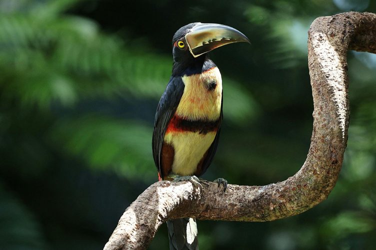 Pura Vida in Costa Rica: A Balance of Adventure and Nature