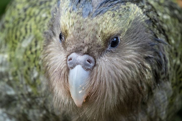 The close-up face of a Night Parrot.
