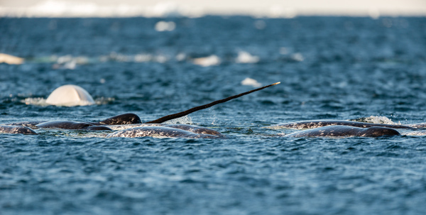 Pod of narwhals feeding at the surface Lancaster Sound Baff in Island Canada