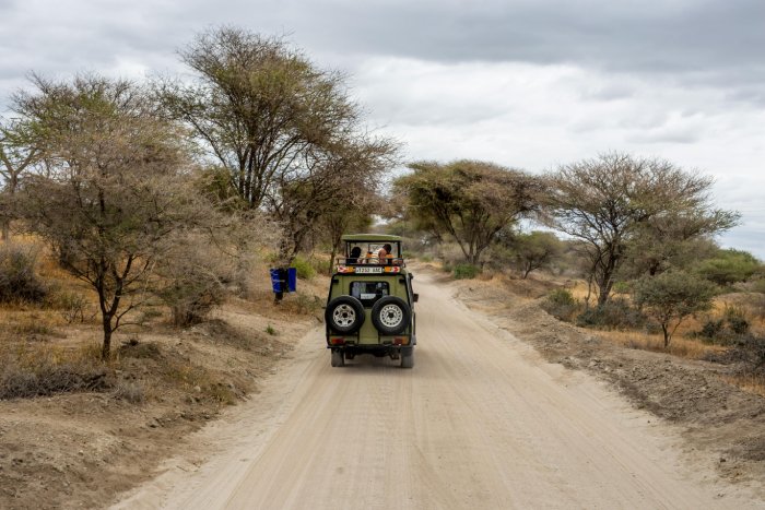 Un jeep de safari recorre un camino de tierra bordeado de árboles en Tanzania.