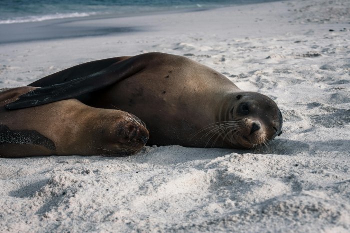 Dos leones marinos dormidos en una playa de arena blanca de las Galápagos.