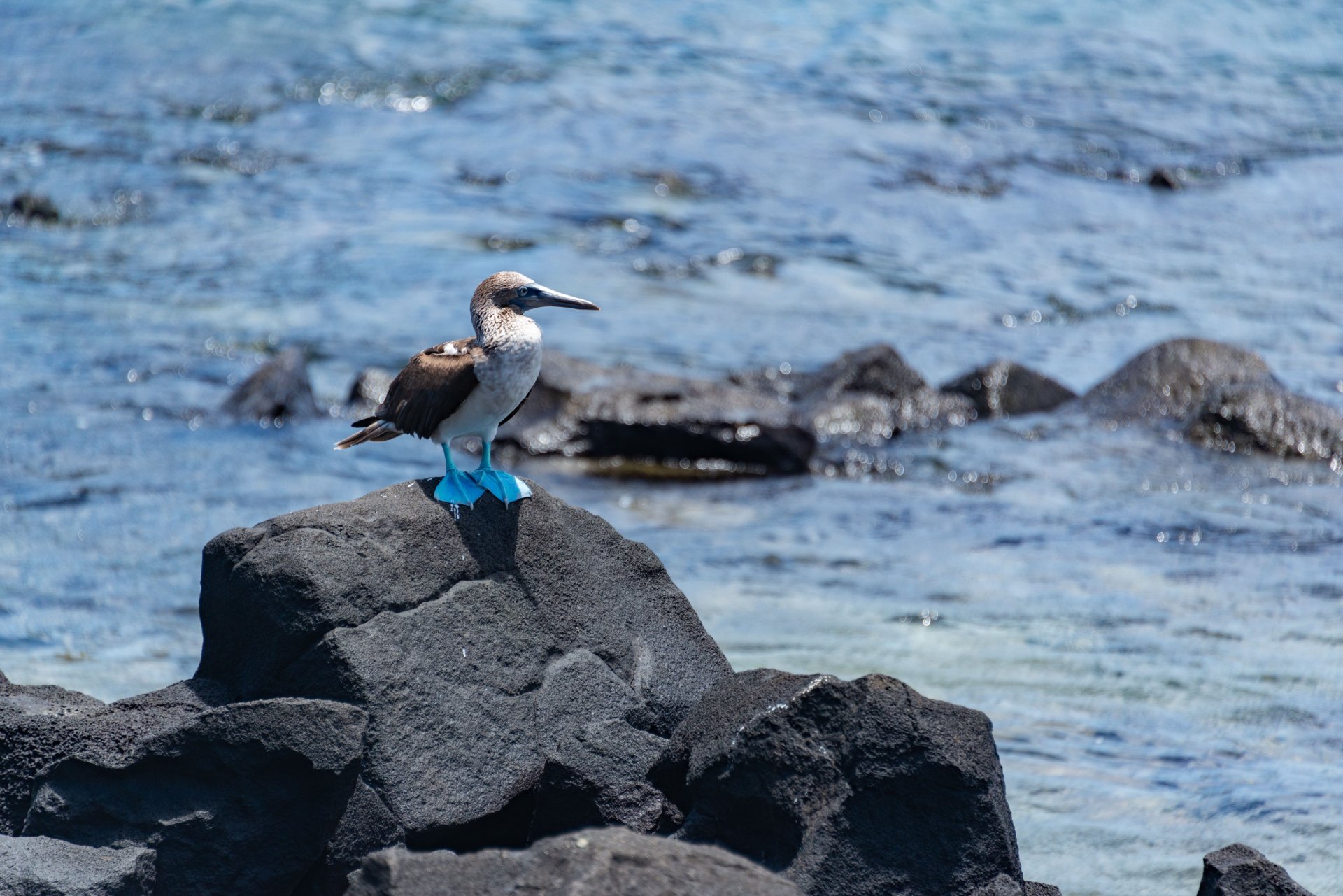 How Safe Are the Galapagos Islands for Adventure Travelers?