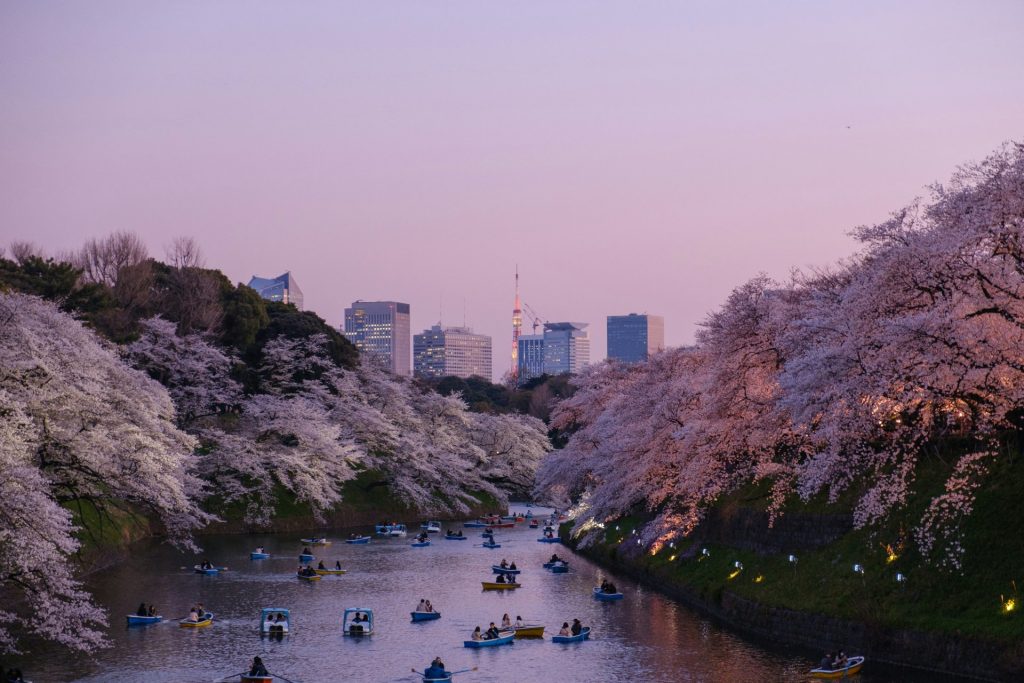 Is Cherry Blossom Season Worth the Crowds, or Better Viewed From Afar?