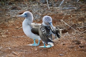 Galapagos Islands Travel Tips