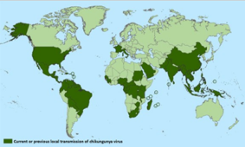 Chikungunya: What you should know
