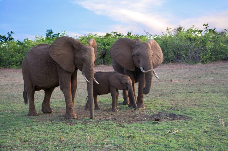 Do I Need Medical Evacuation Services for Luxury Safaris in Africa?