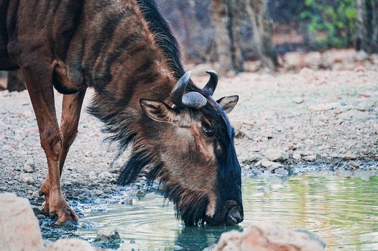 What to Expect on an African Safari