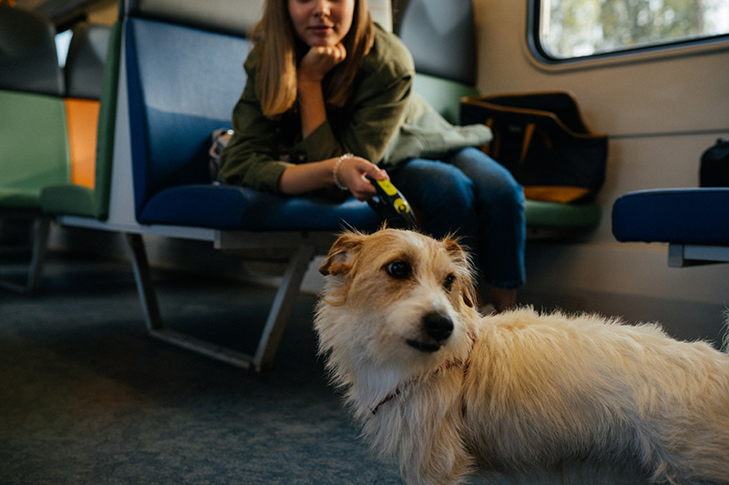 dog-travels-by-train