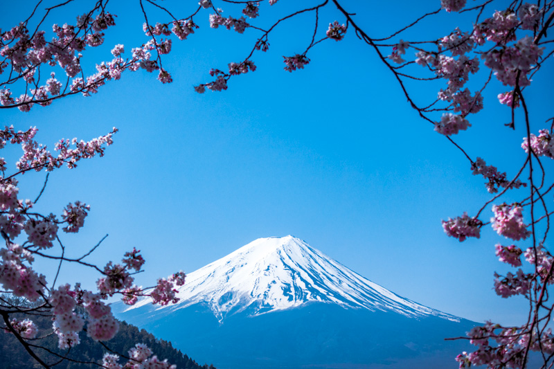 mount-fuji-through-the-cherry-blossoms