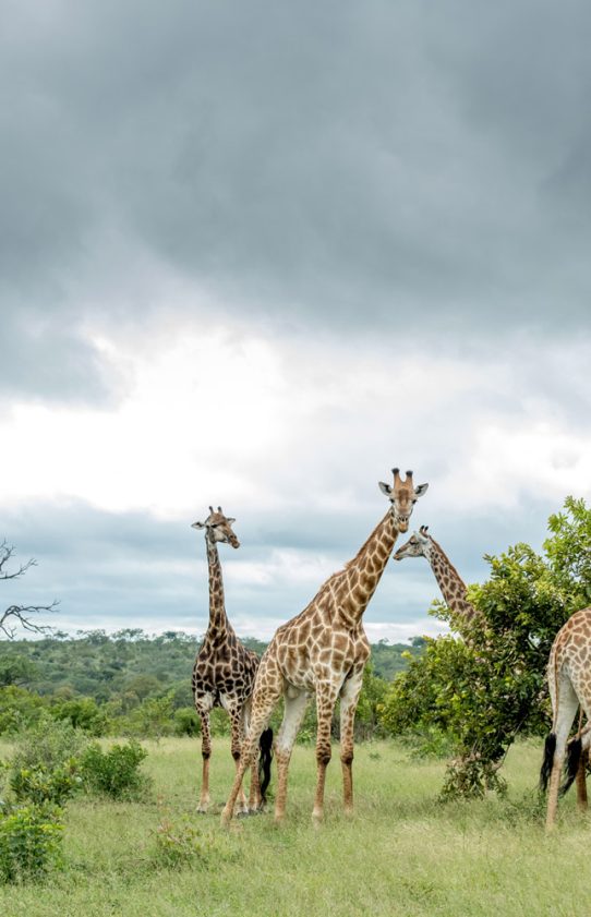 Four giraffes stand among the trees on an African plain beneath a grey sky.