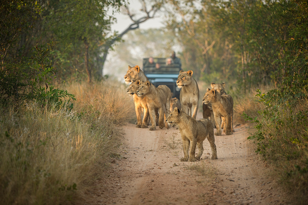 A pride of lions looks out at something while standing on a dirt road, with a safari jeep containing four people watches from behind.
