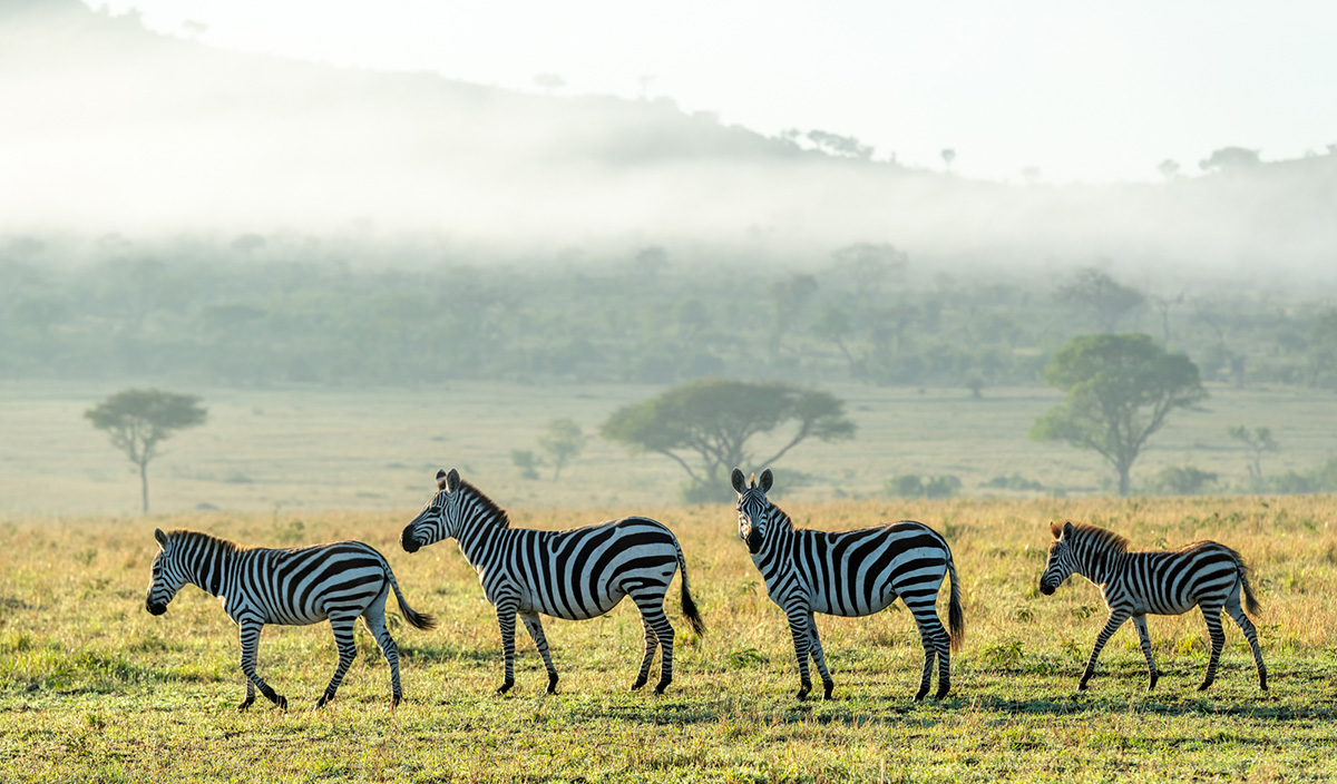 Four zebra walk across an African plain while mist enshrouds the rolling hills in the background.