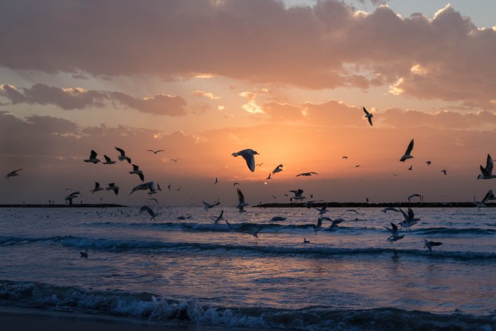 A flock of seagulls flies low along the ocean shore during sunset.