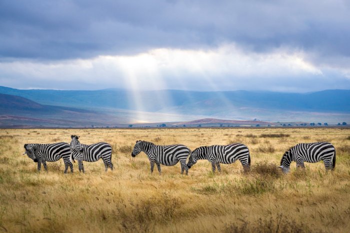 Five zebras graze on an African prairie with sunbeams illuminating the background.