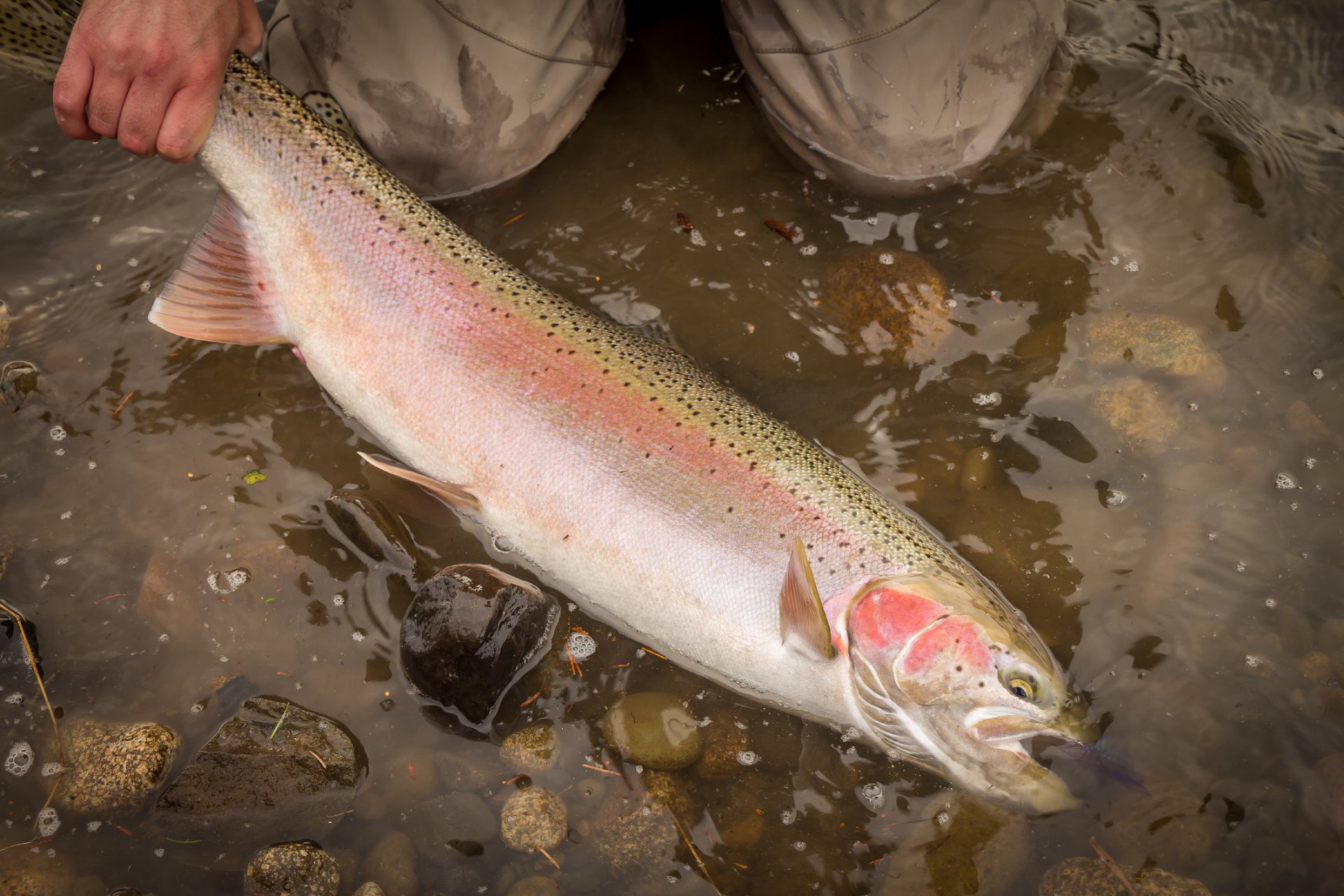 Una visión general de la pesca de la trucha arcoíris en el noroeste del Pacífico
