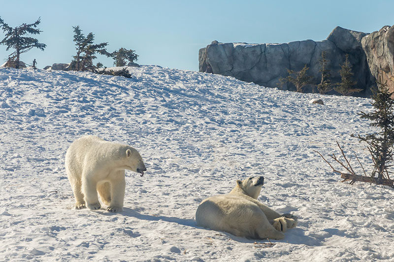 Canadian-Polar-Bears